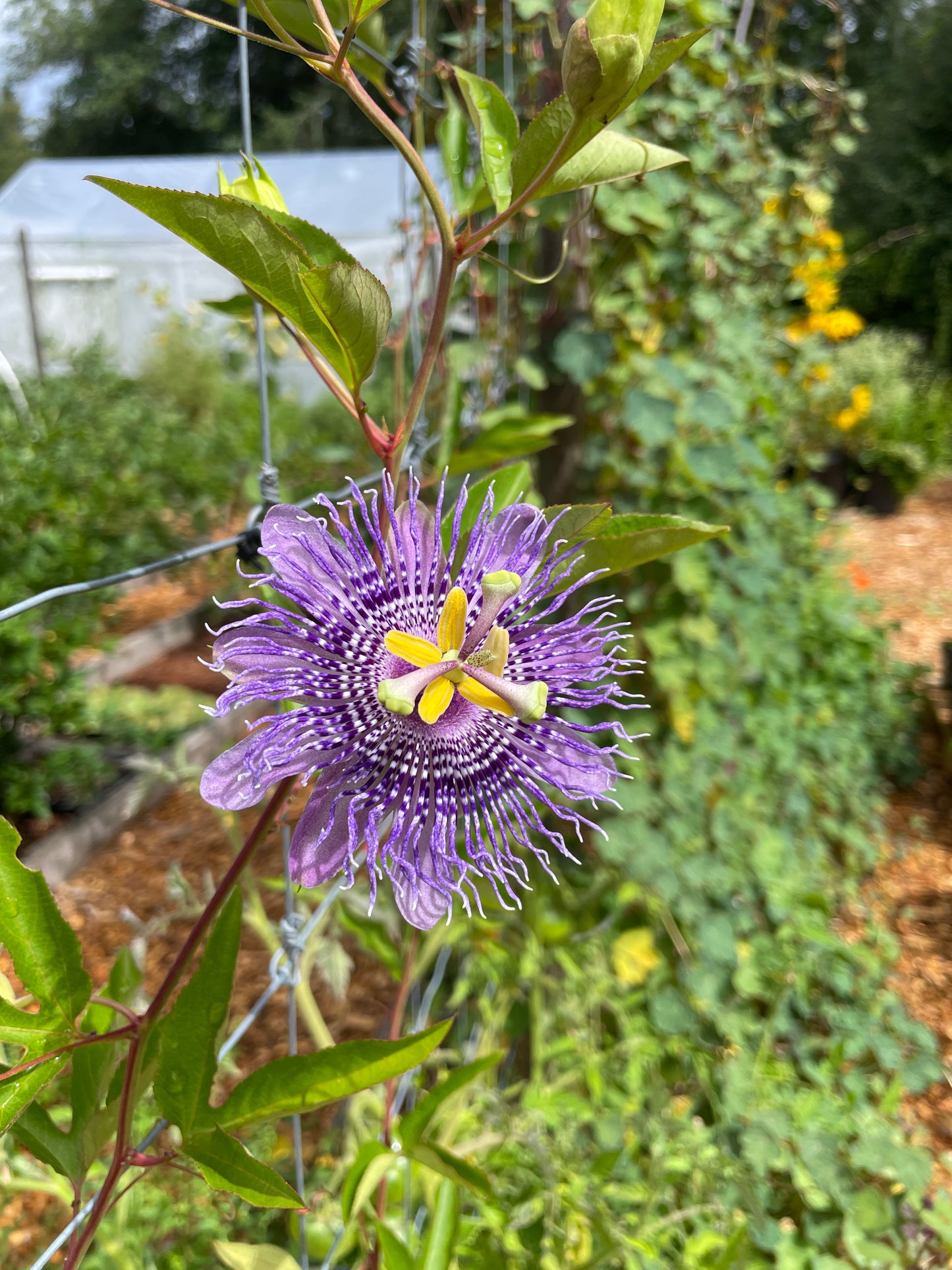 'Fata Confetto' Cold-Hardy Passionfruit (Maypop)