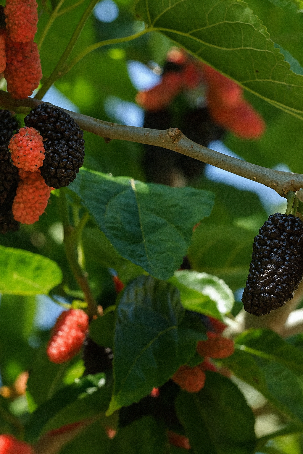'Dwarf Everbearing' Mulberry