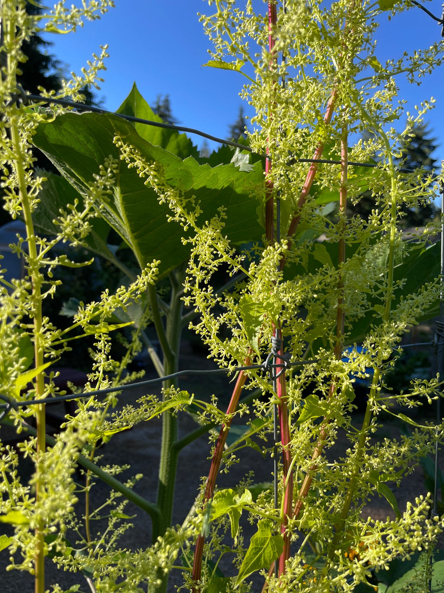 Perennial Climbing Spinach