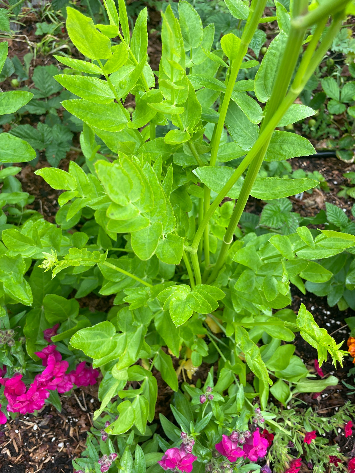 Skirret
