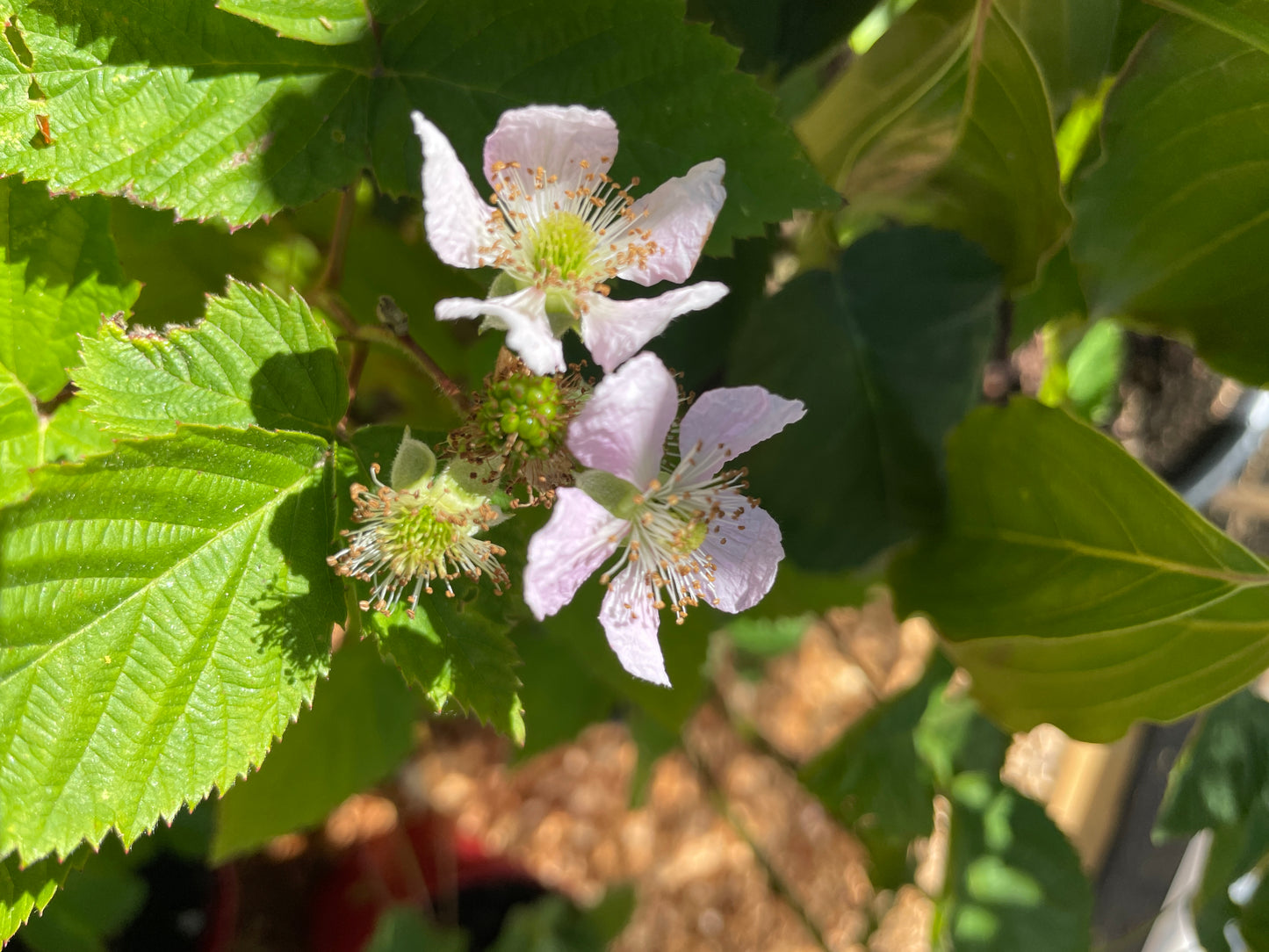 'Triple Crown' Thornless Blackberry