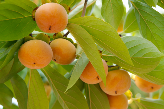 'Early Fuyu' Asian Persimmon