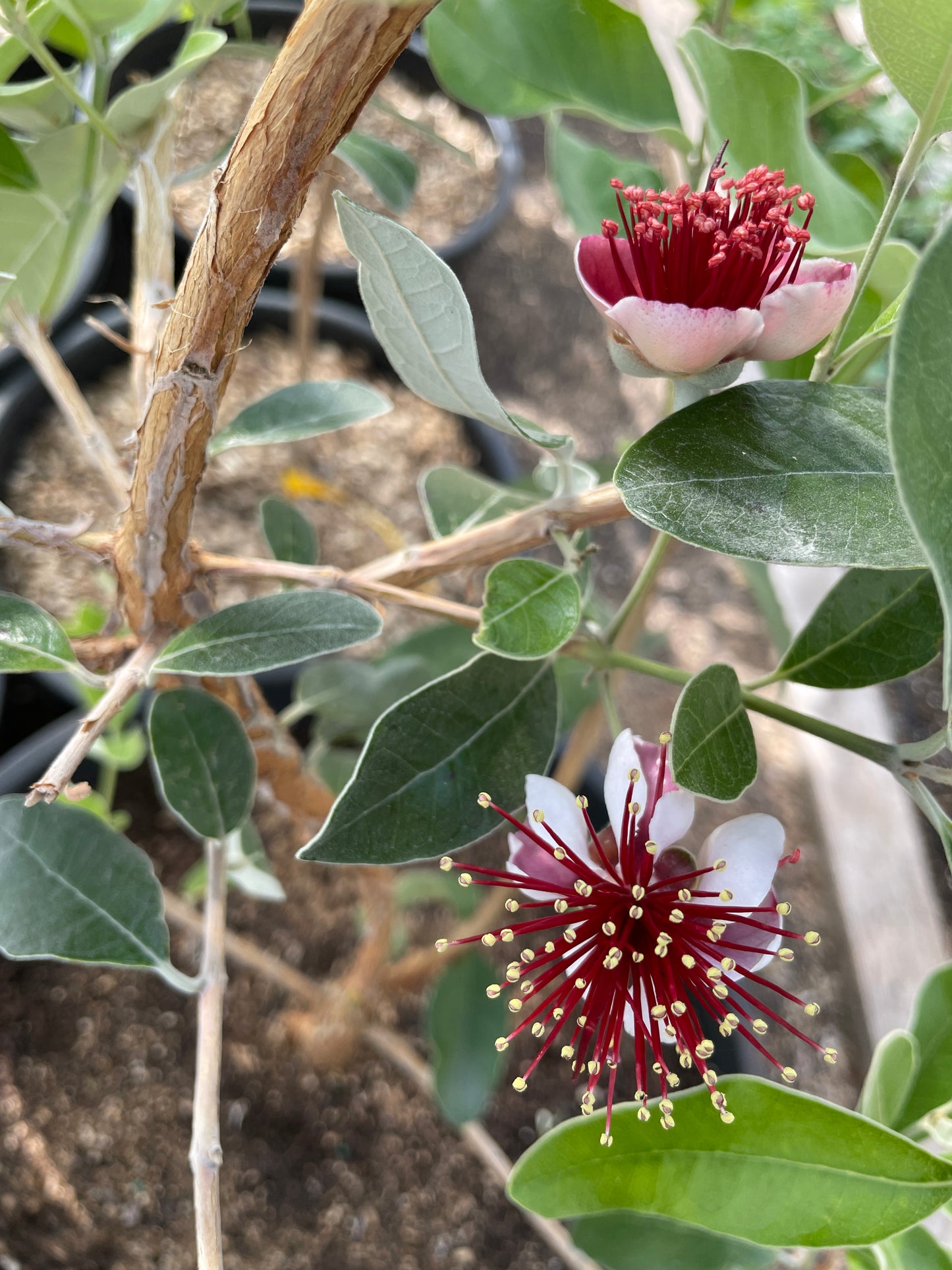 'Unique' Pineapple Guava (Feijoa)