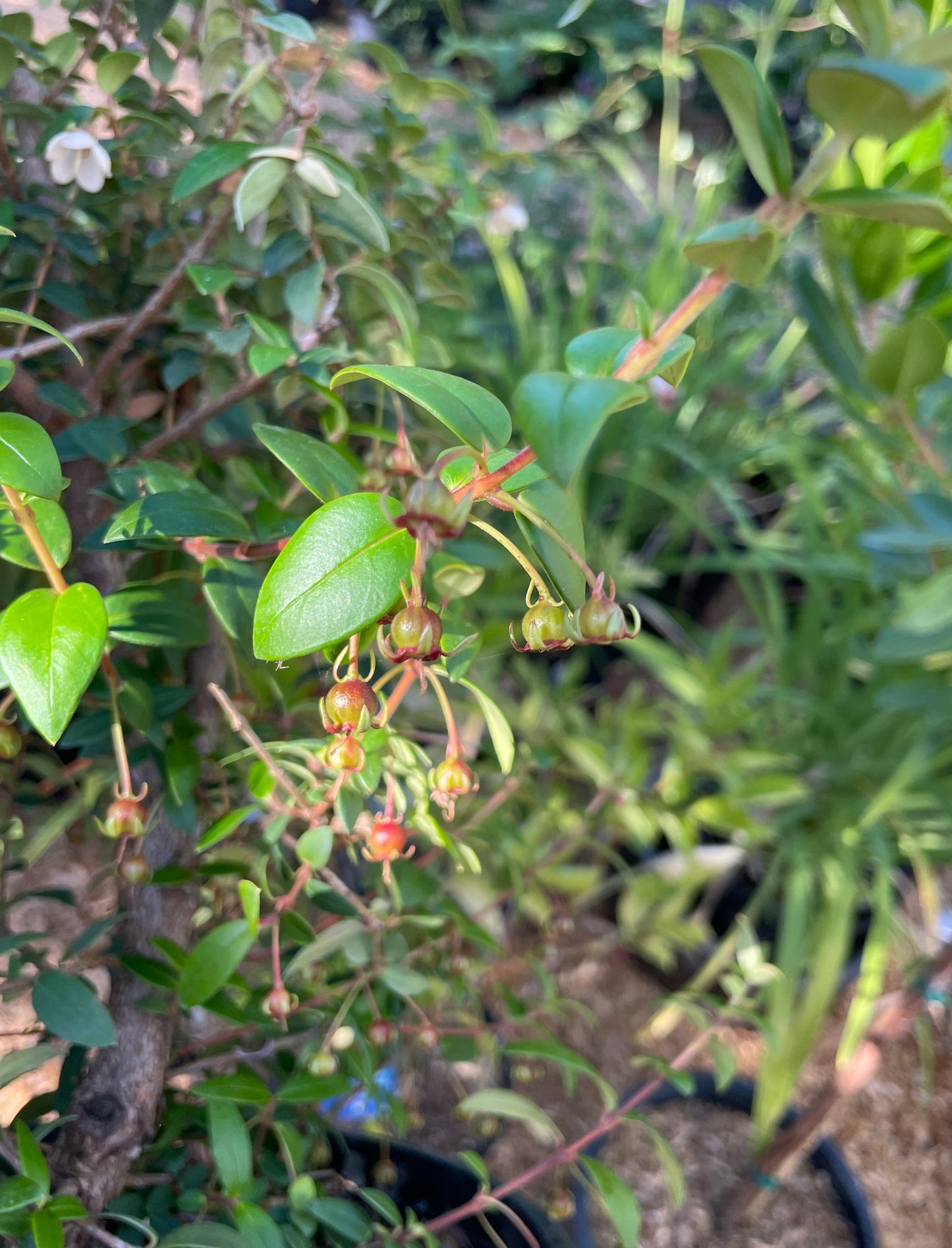 Chilean Guava