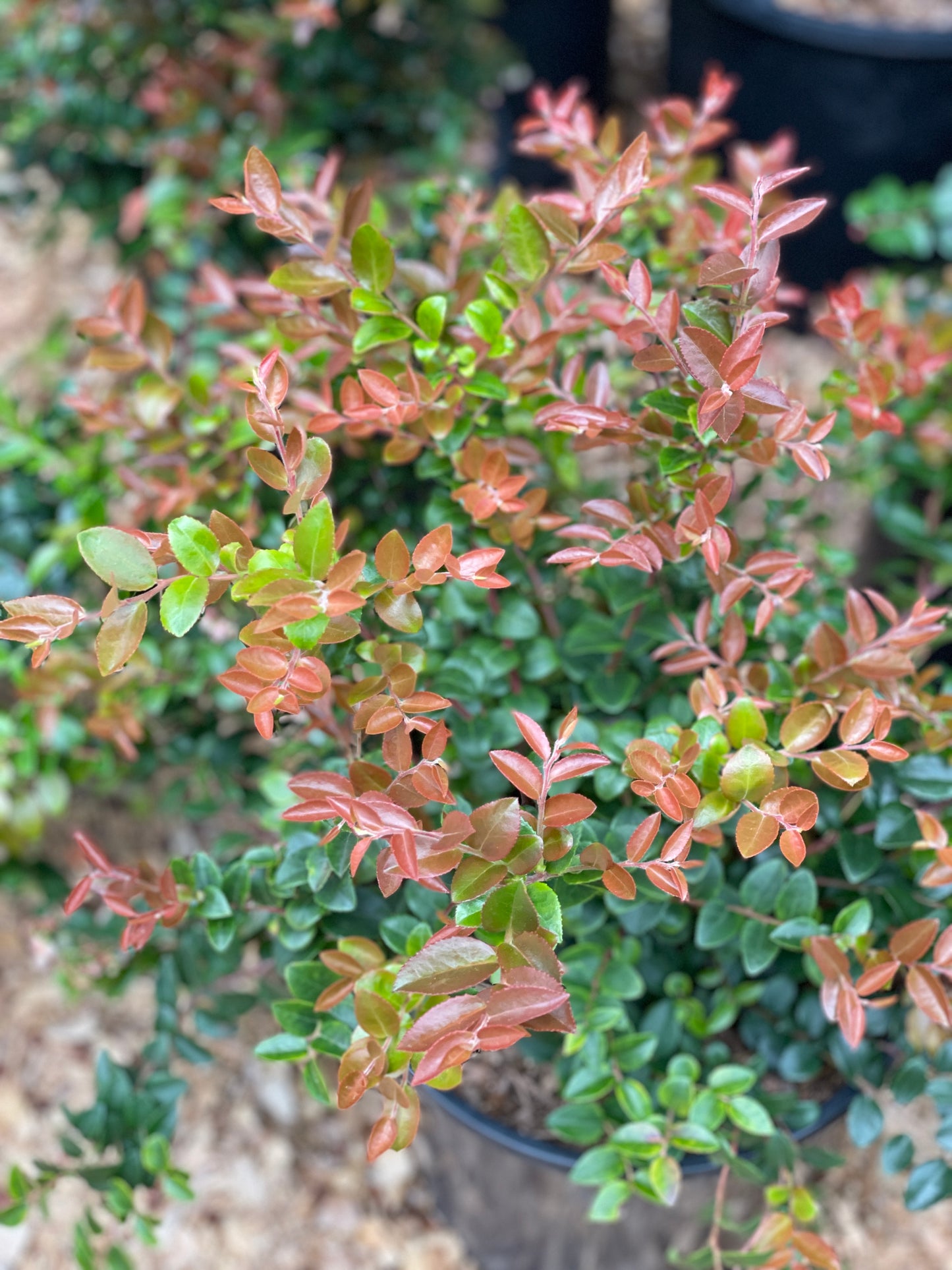 Evergreen Huckleberry Plants