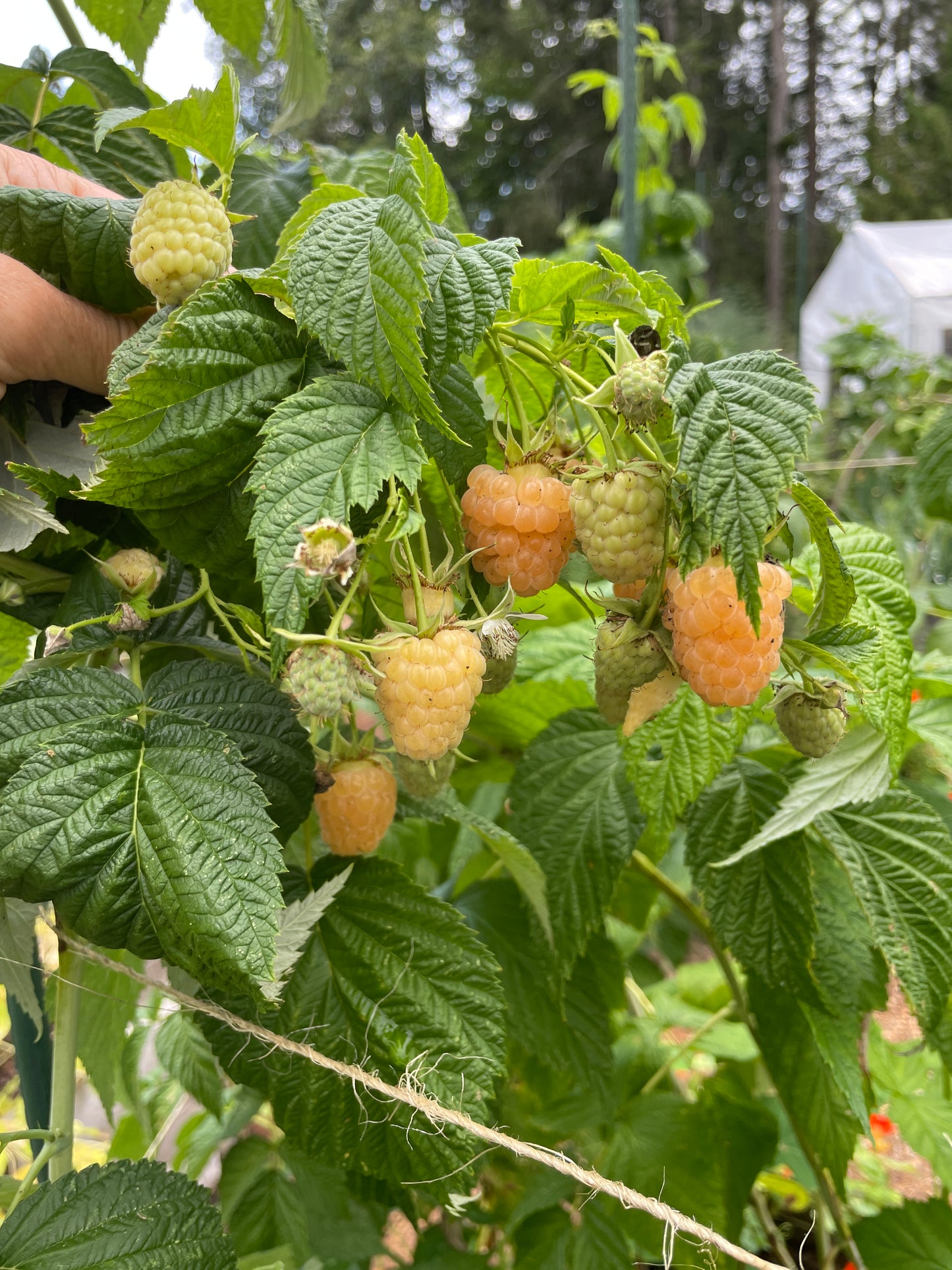 'Fall Gold' Everbearing Raspberry