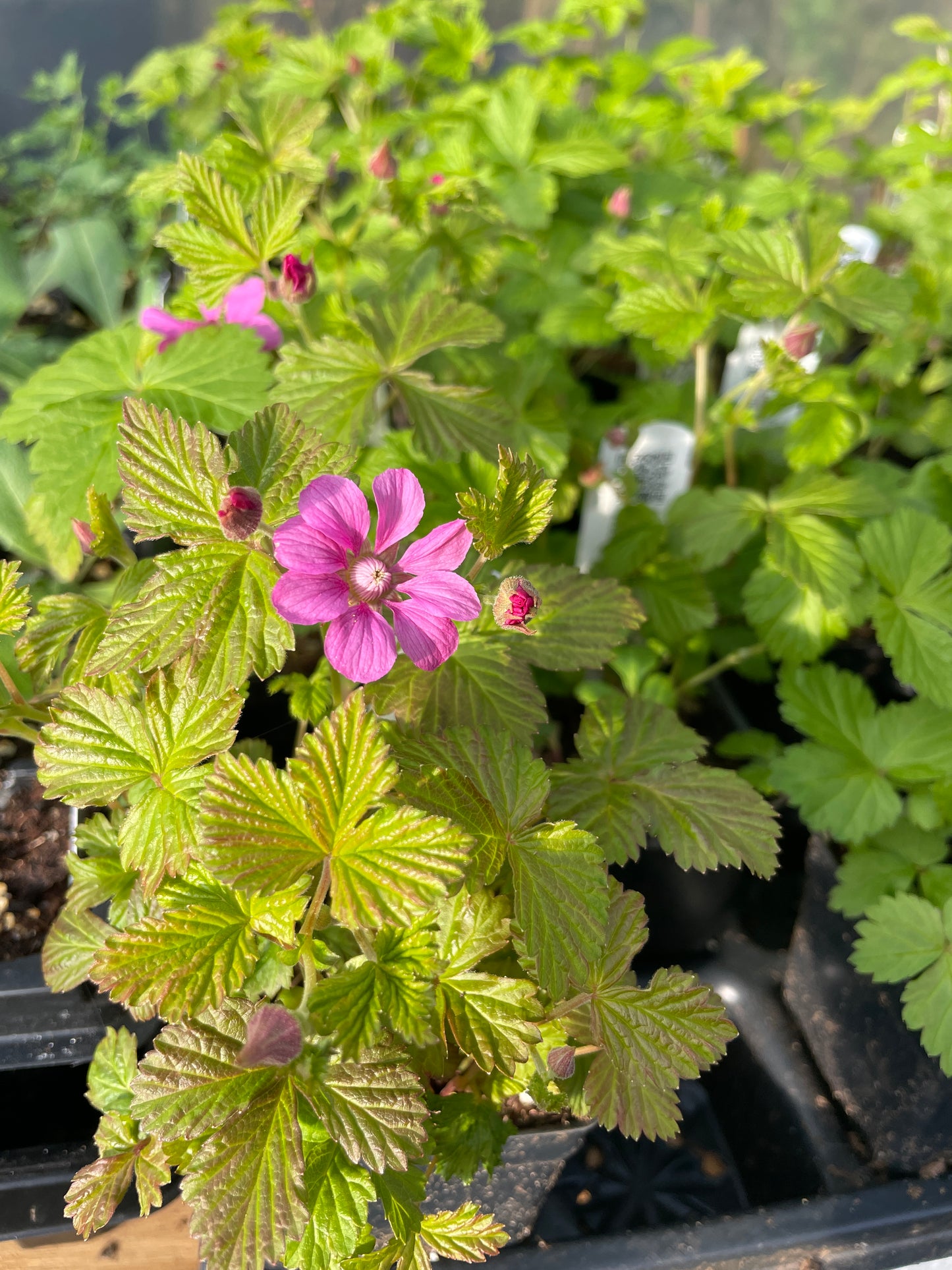 Arctic (Nangoon) Raspberry