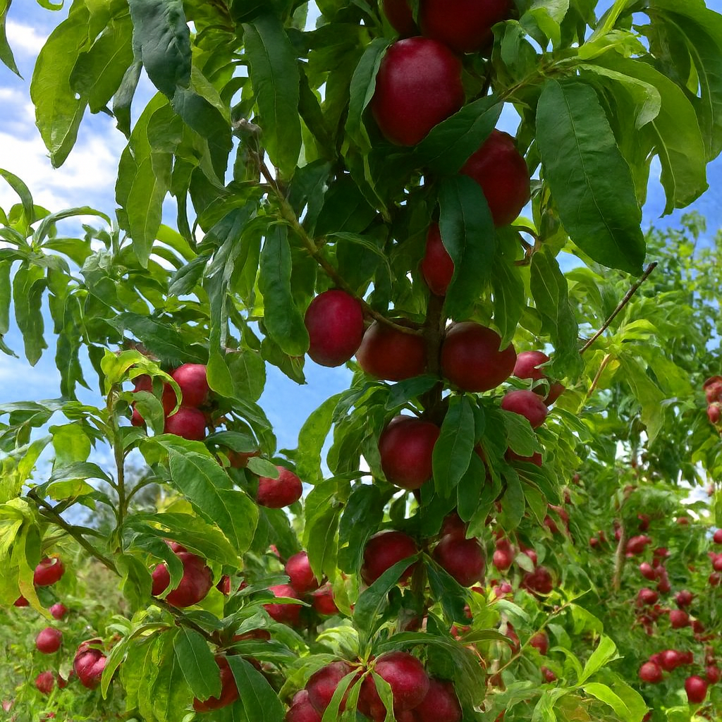 'Flavourtop' Nectarine