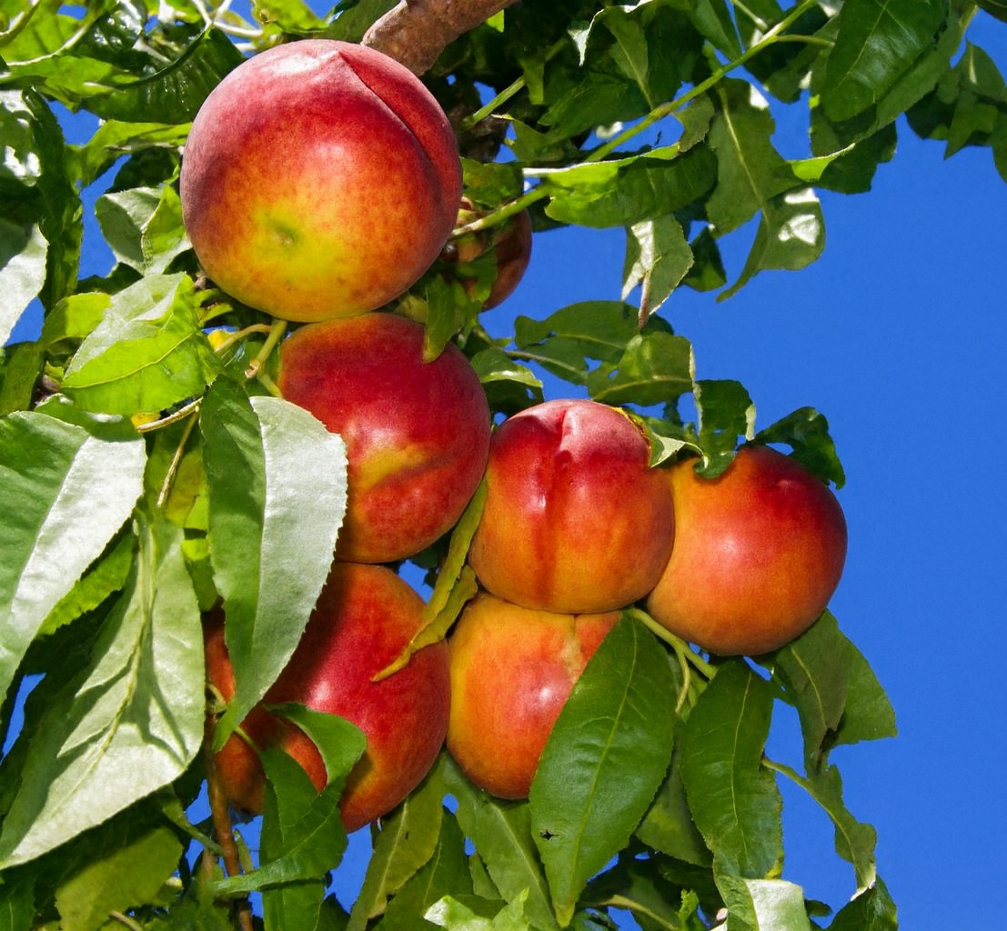 'Flavourtop' Nectarine