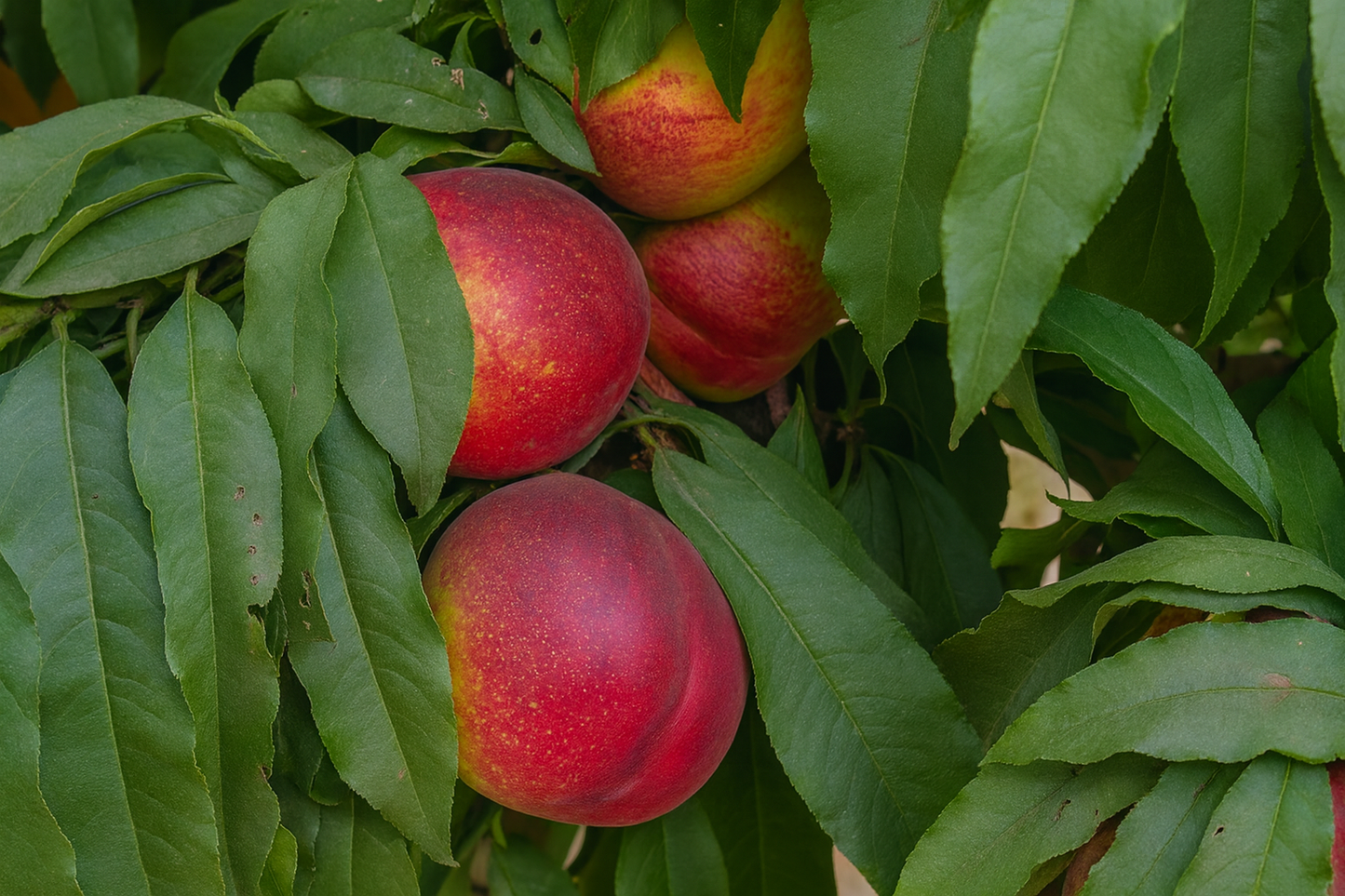 'Golden Prolific' Mini-Dwarf Nectarine