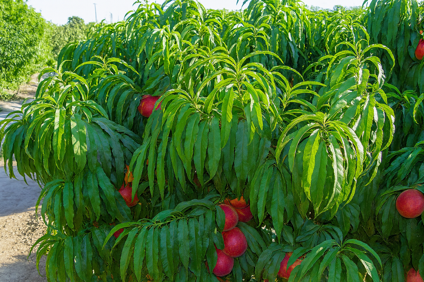 'Golden Prolific' Mini-Dwarf Nectarine