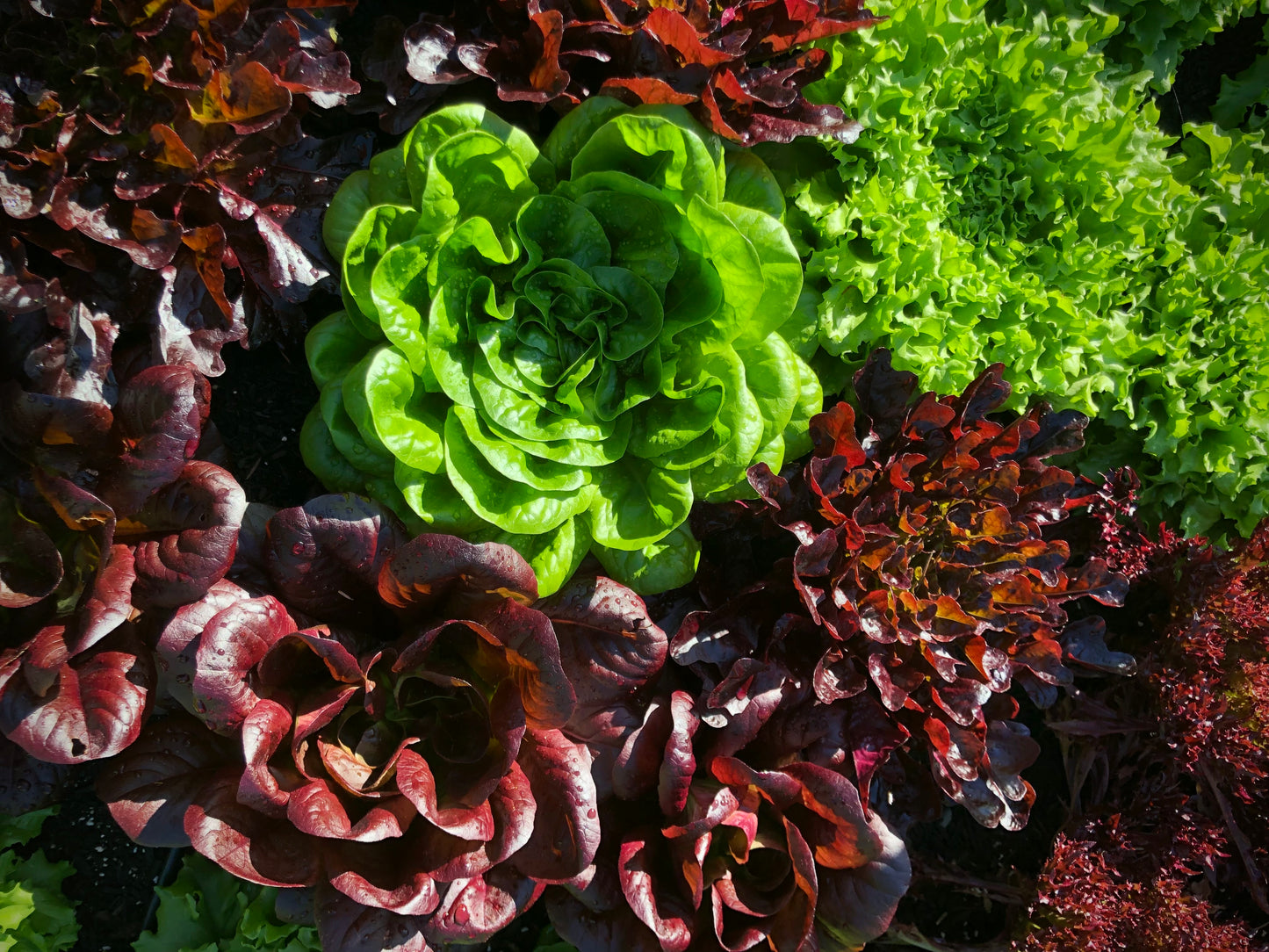 Seed Starting for the Home Flower and Vegetable Garden (February - March 2025)