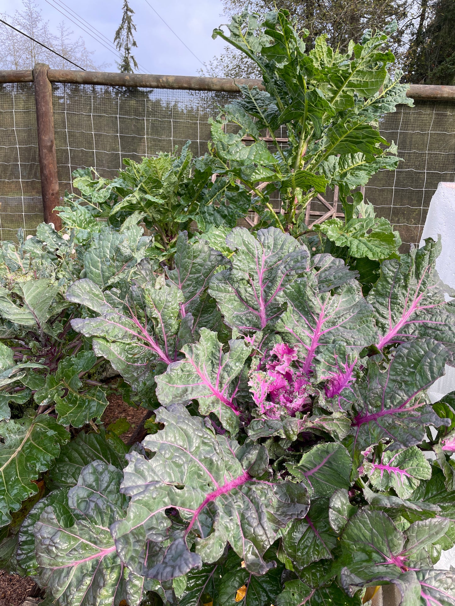 Perennial Kale