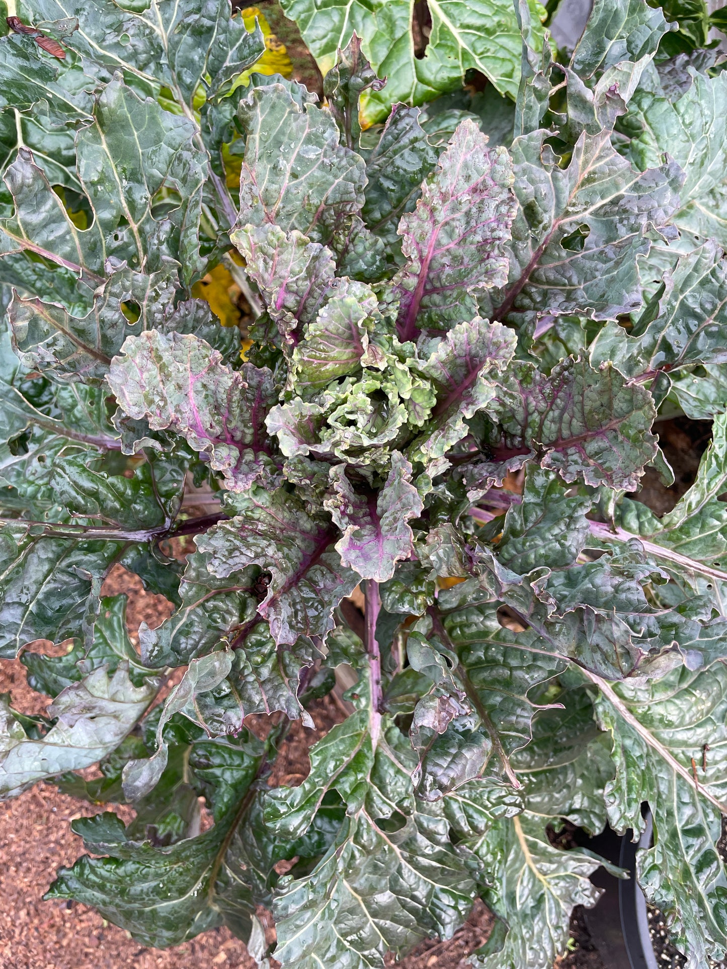 Perennial Kale