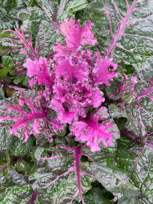 Perennial Kale