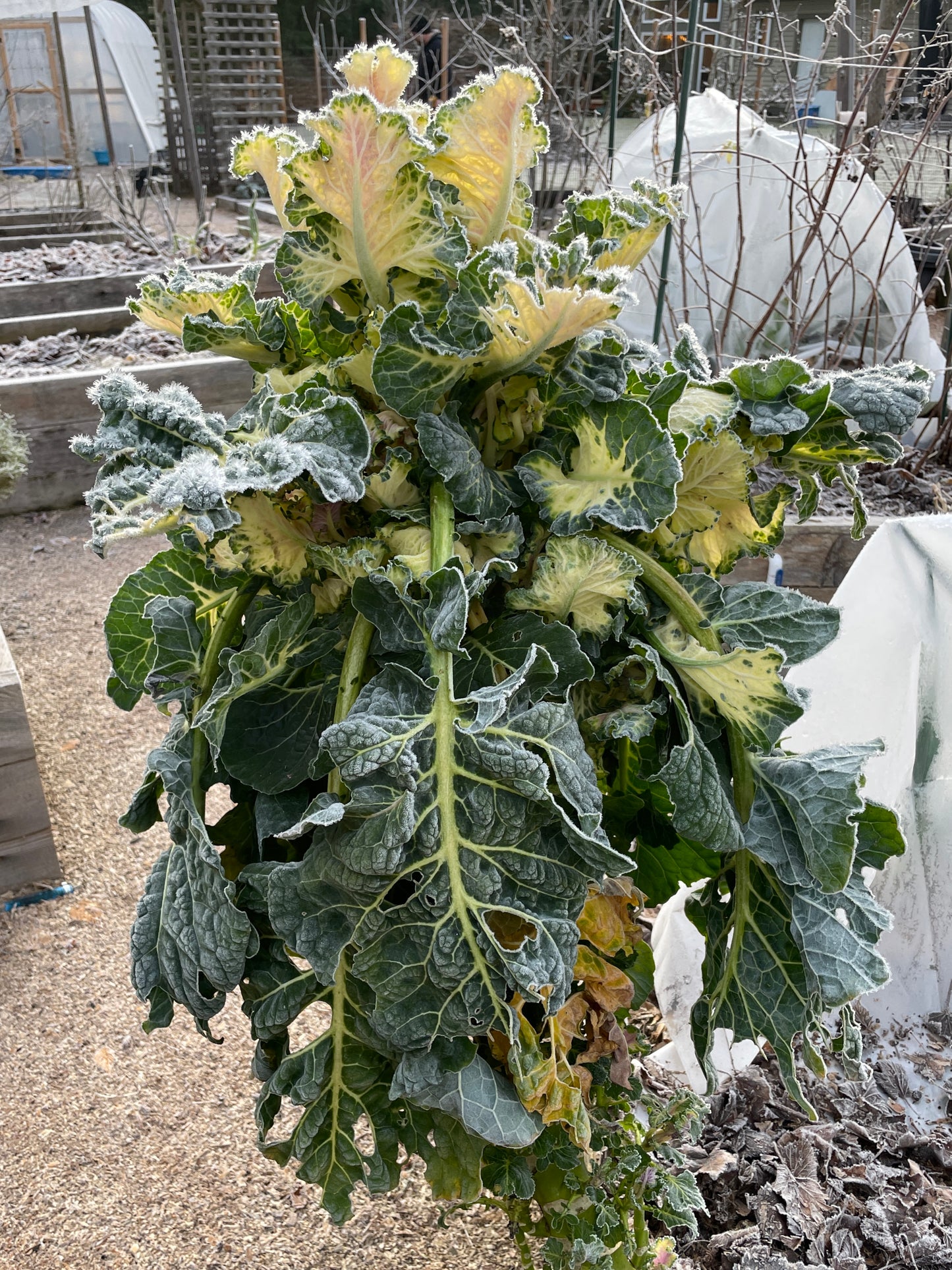 Perennial Kale