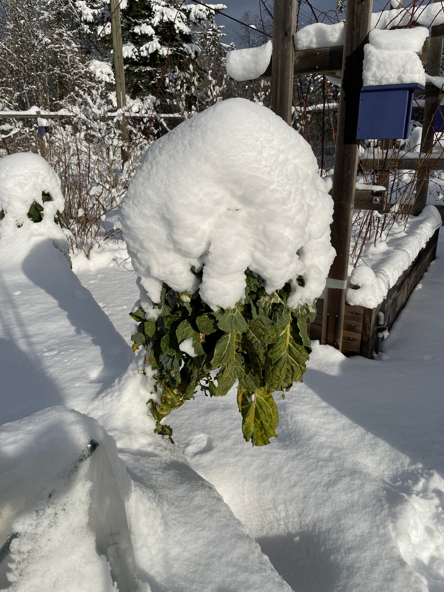 Perennial Kale