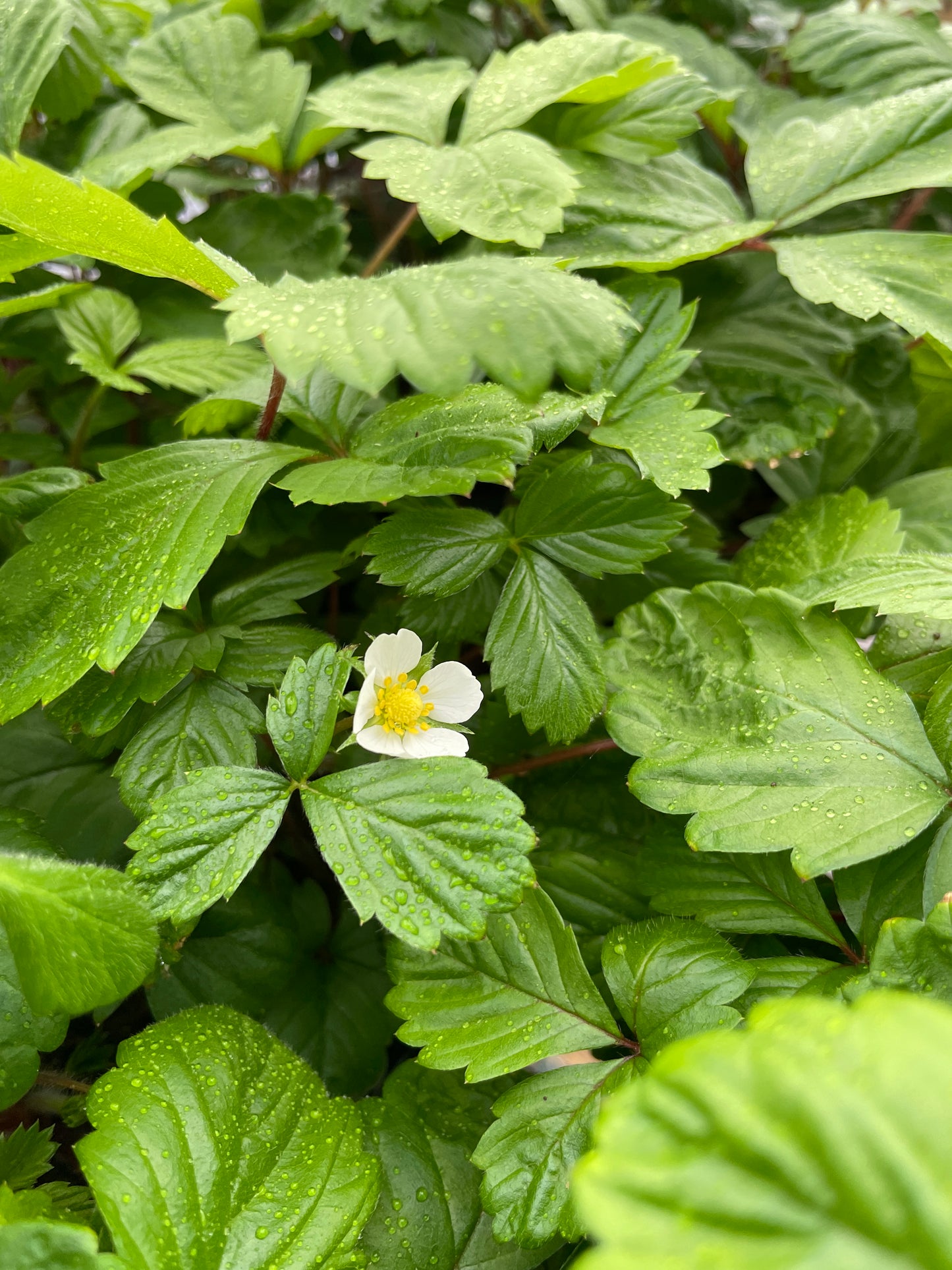 Wild Alpine Strawberry Plants