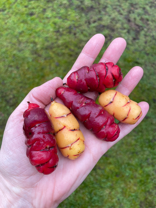 Oca