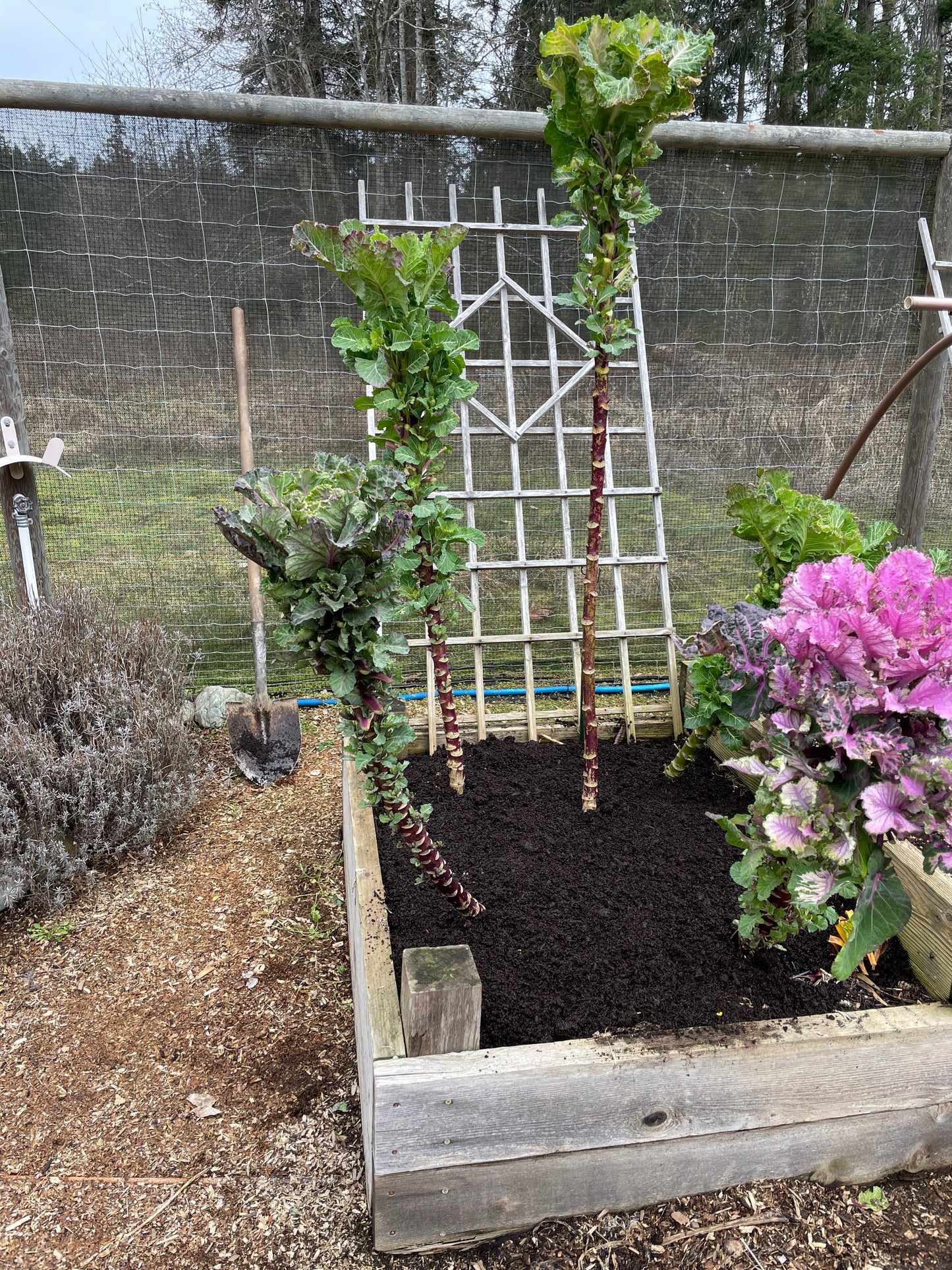 Perennial Kale
