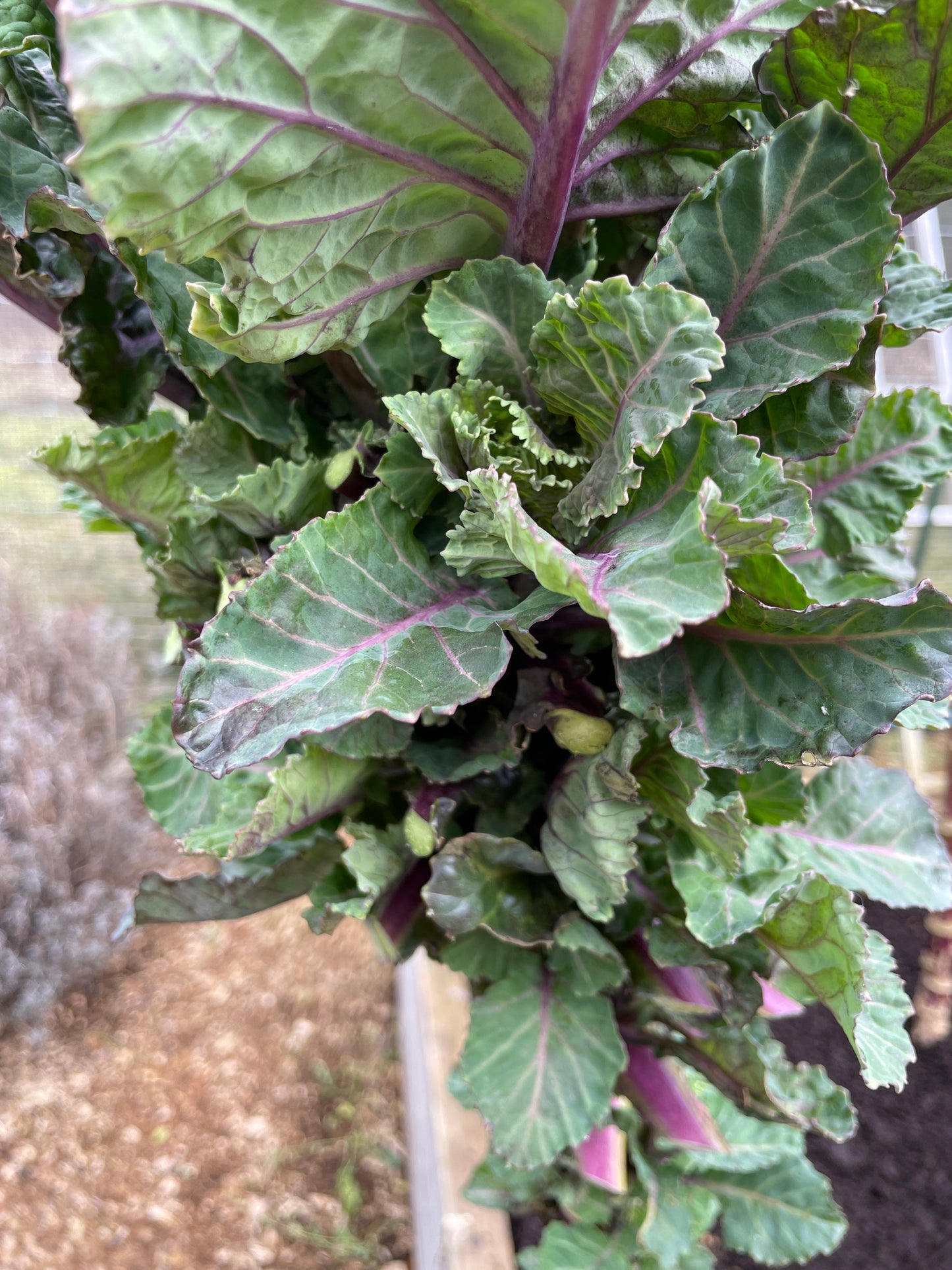 Perennial Kale
