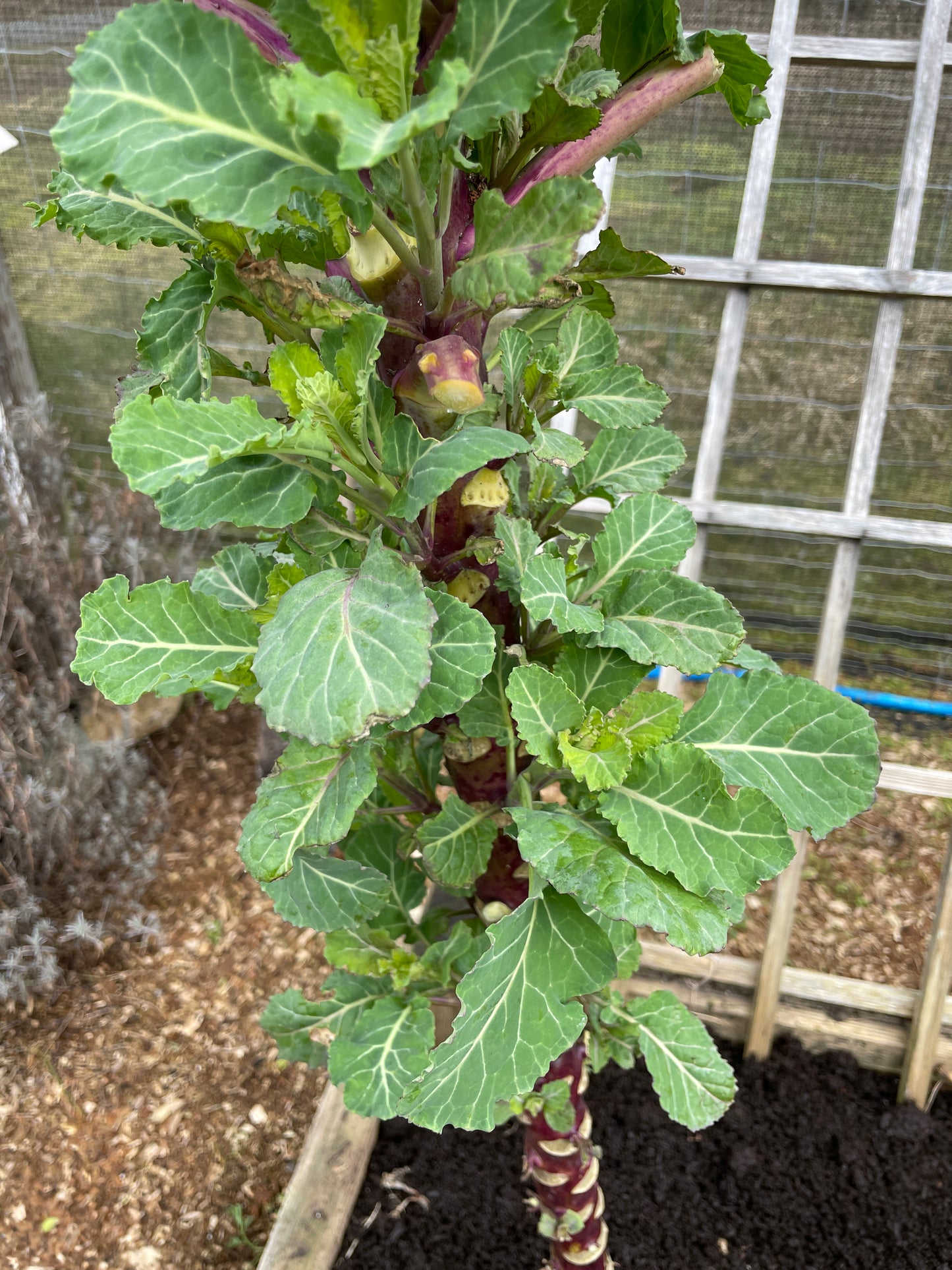 Perennial Kale
