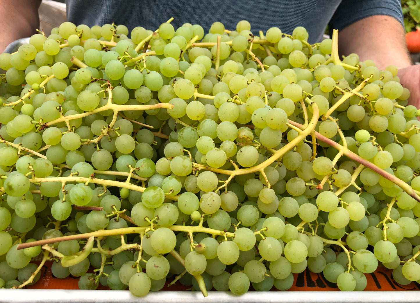 'Himrod' Seedless Table Grape