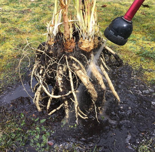 Horseradish