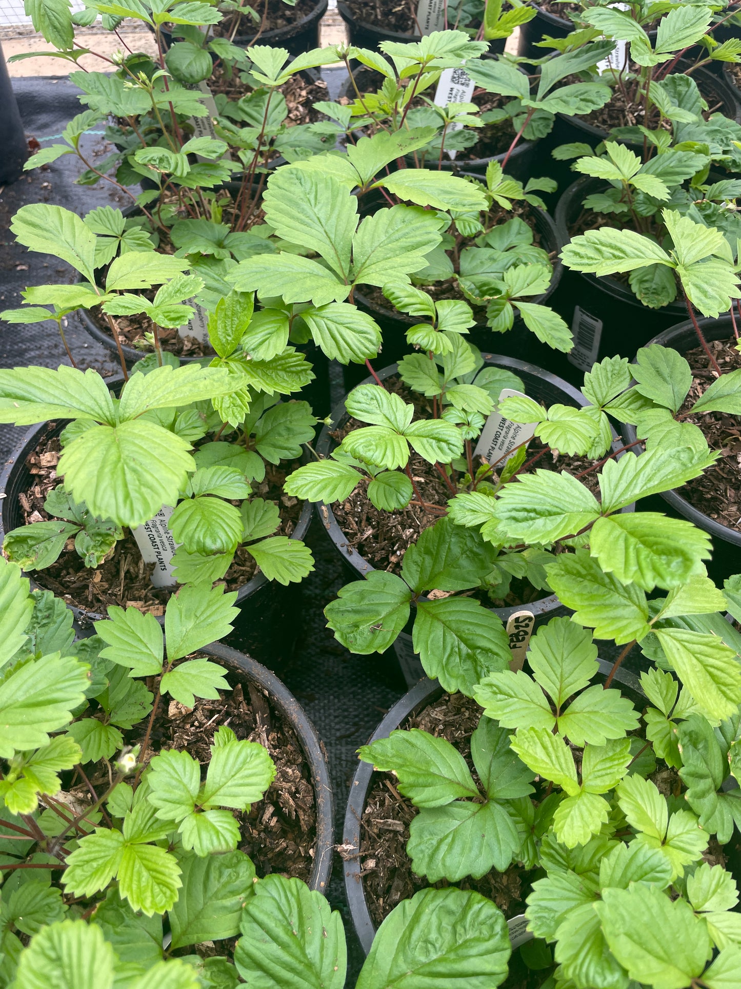 Wild Alpine Strawberry Plants