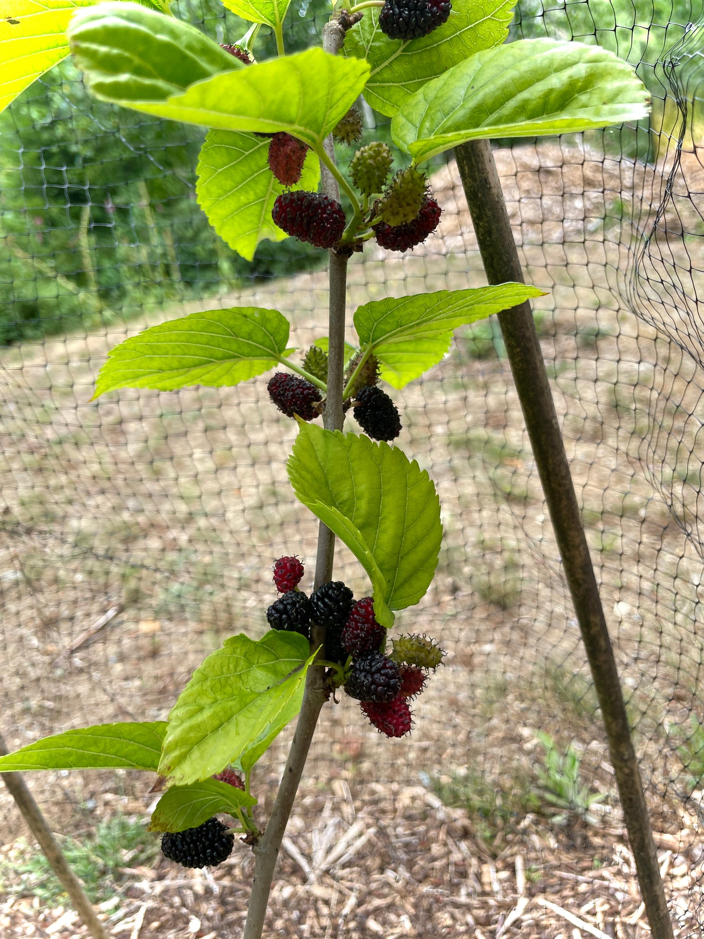 'Ik Soo Bong' Mulberry