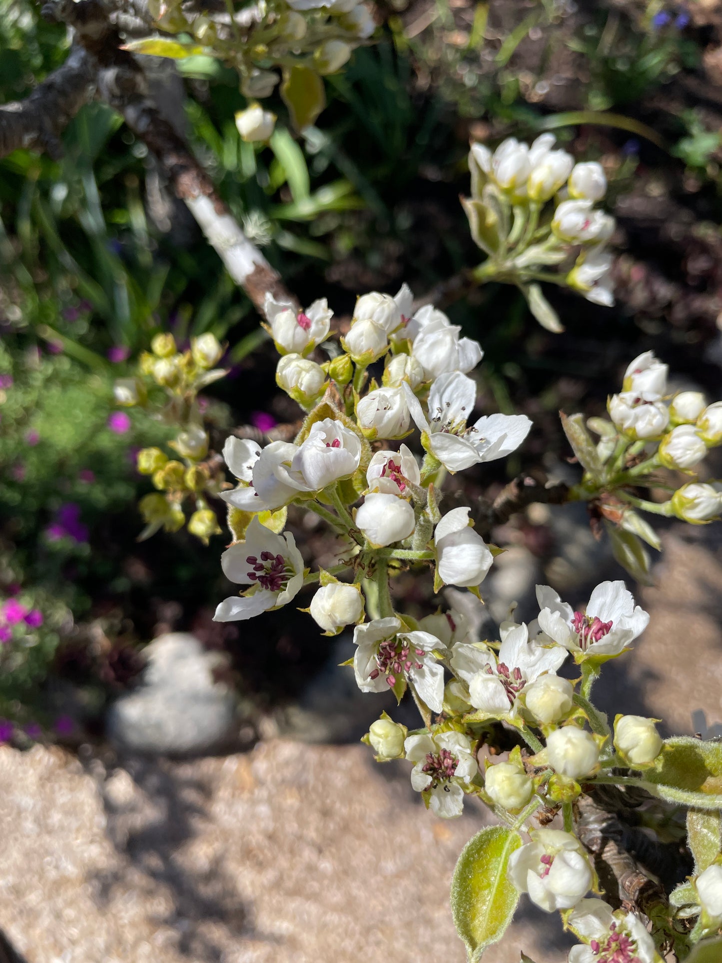 'Hosui' Asian Pear