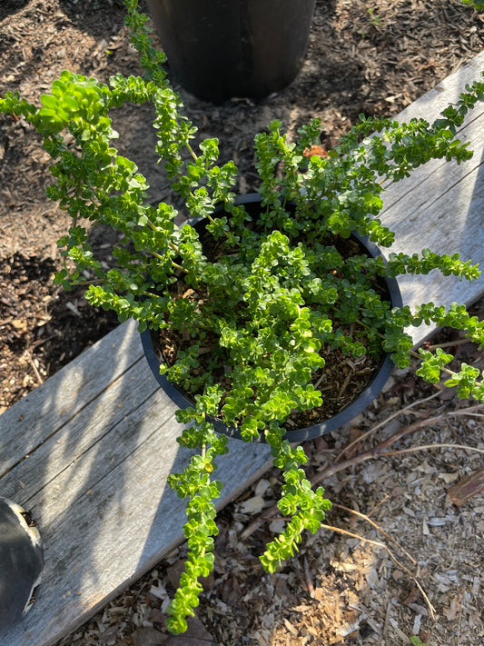 Alpine Mint Bush