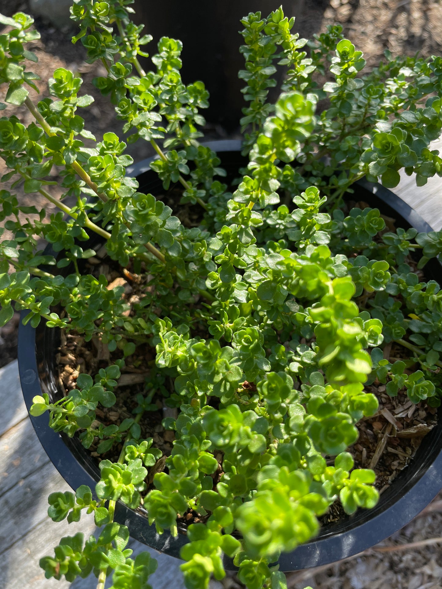 Alpine Mint Bush