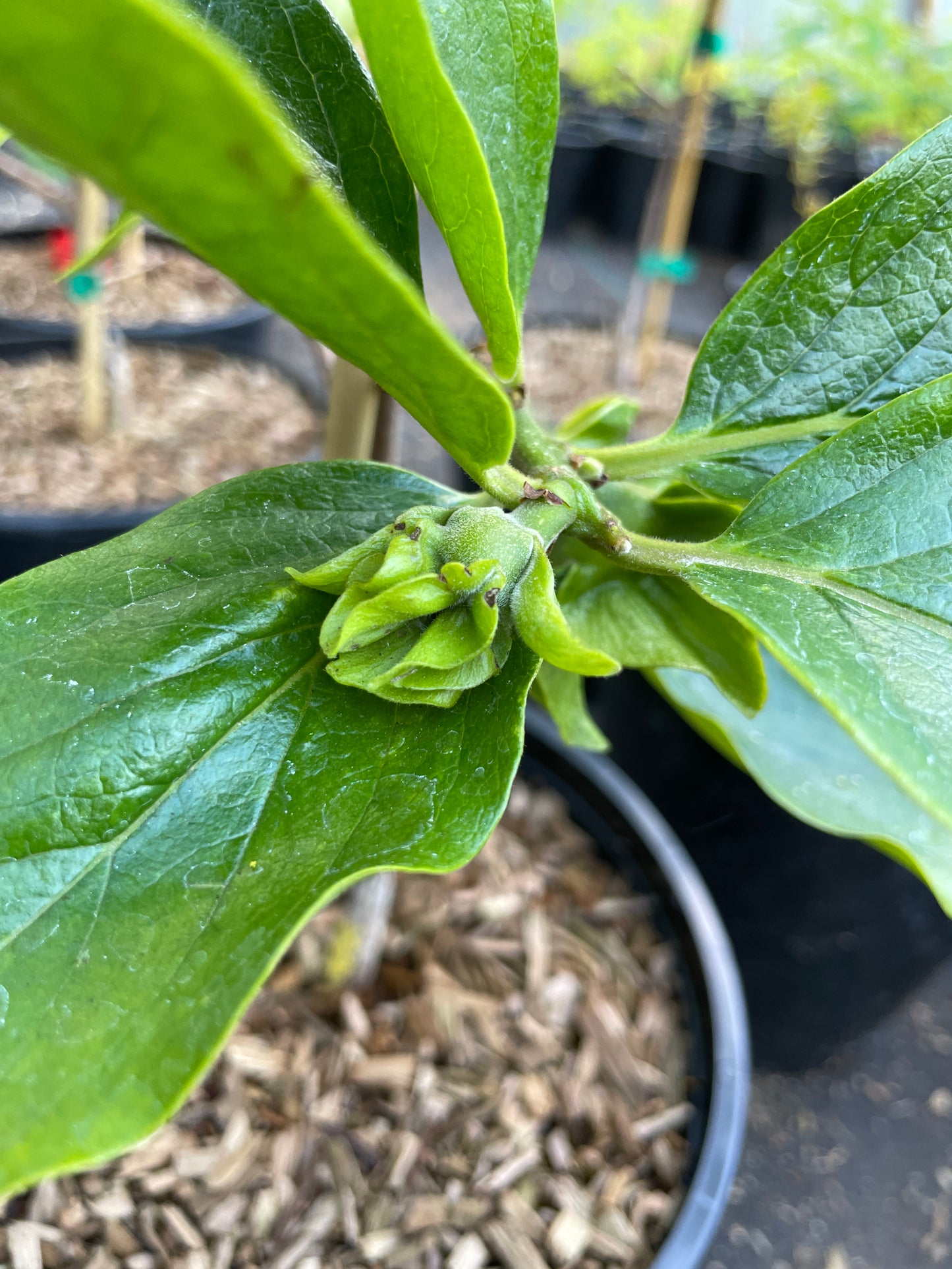 'Early Fuyu' Asian Persimmon