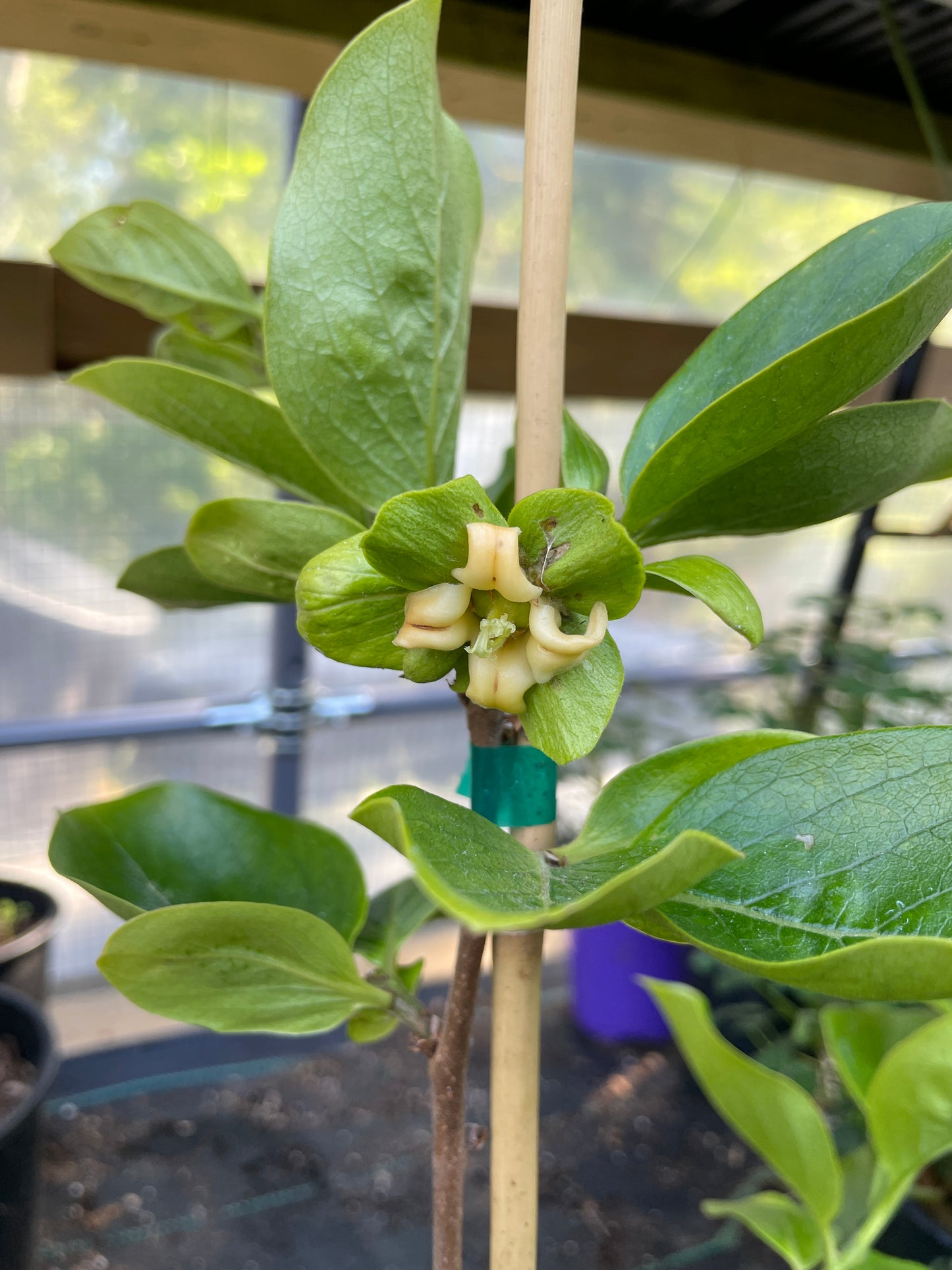 'Early Fuyu' Asian Persimmon