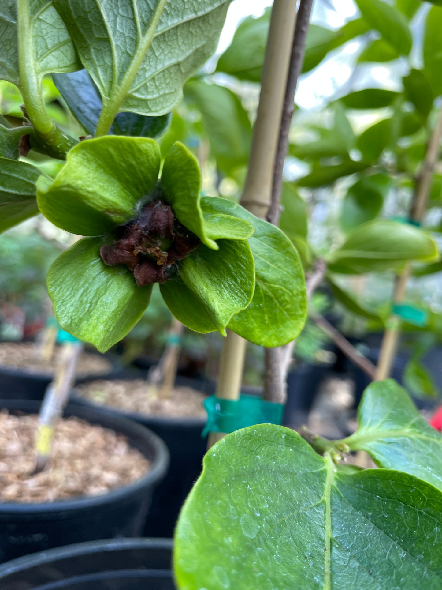 'Early Fuyu' Asian Persimmon