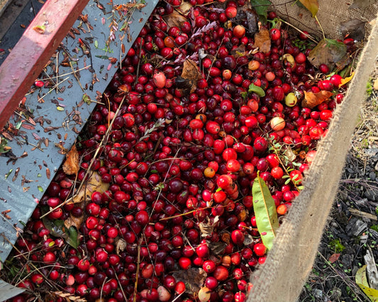 Cranberry