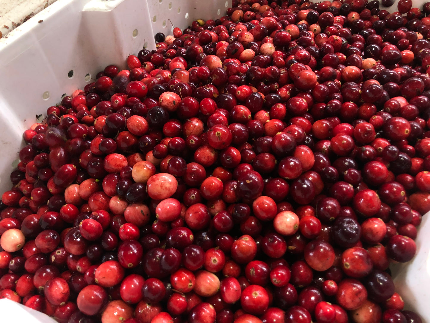 Cranberry