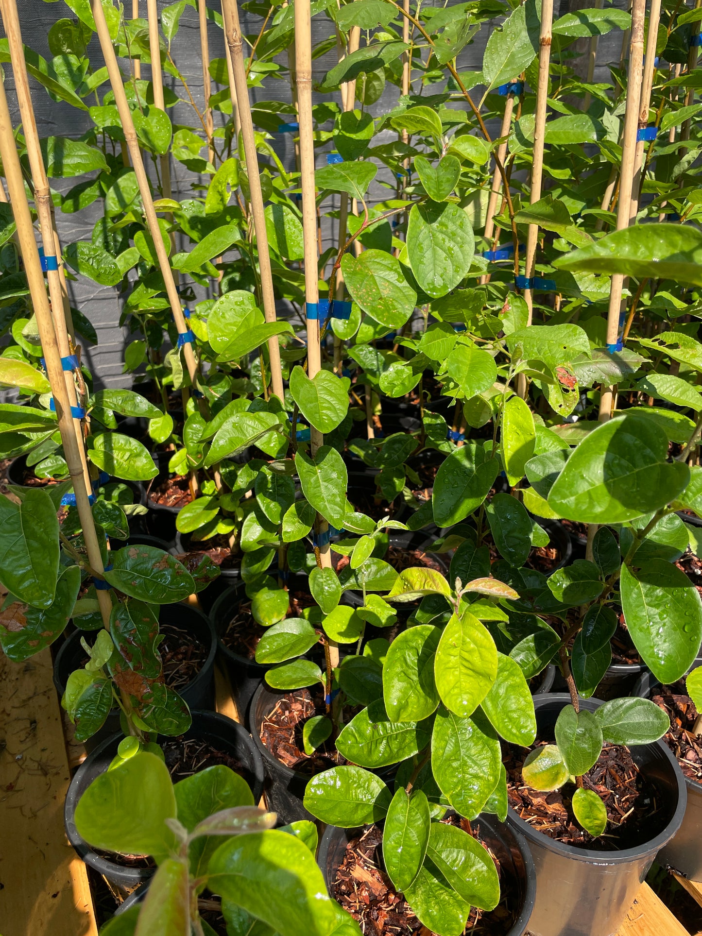 Fruiting Quince