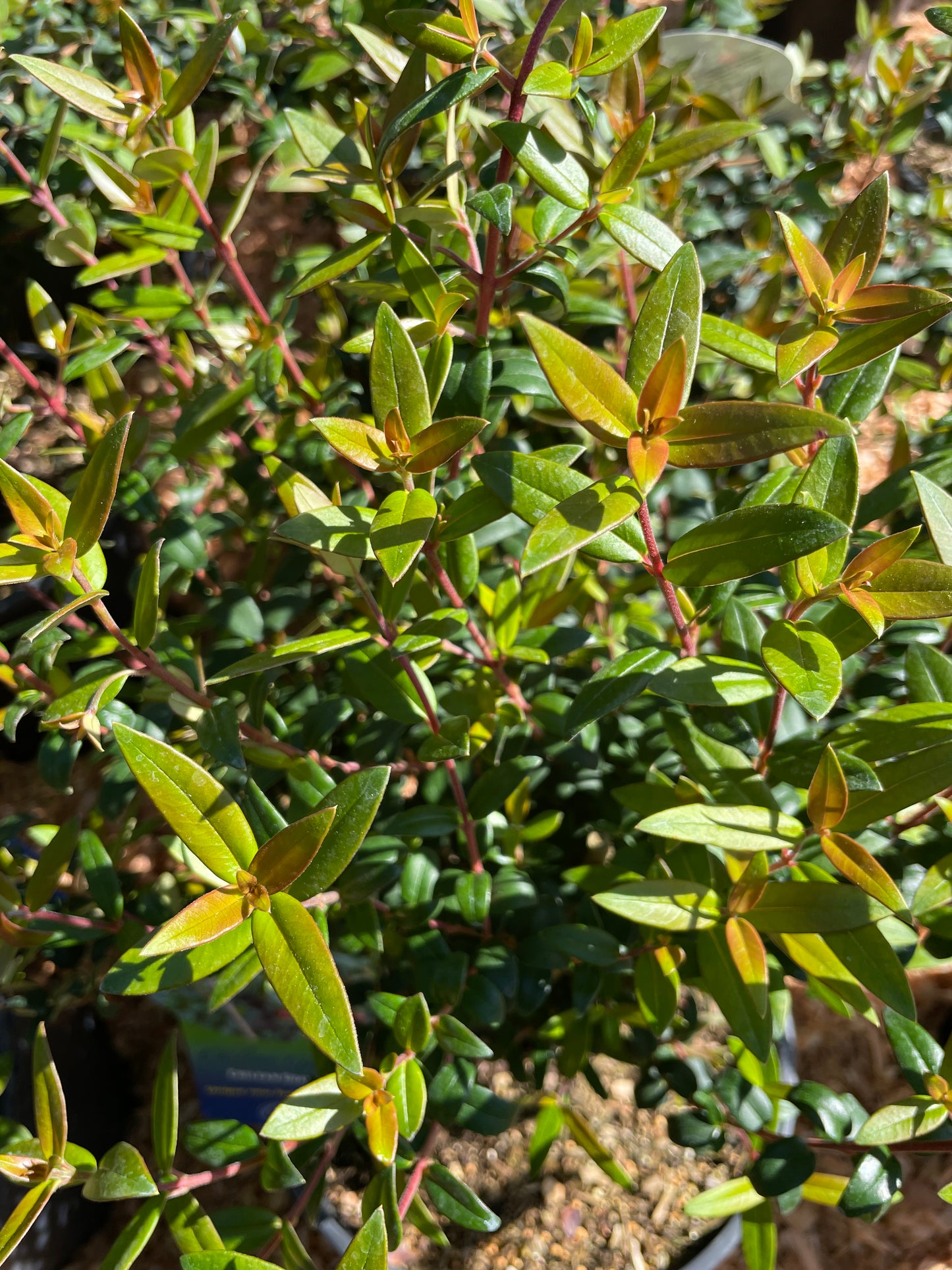 Chilean Guava