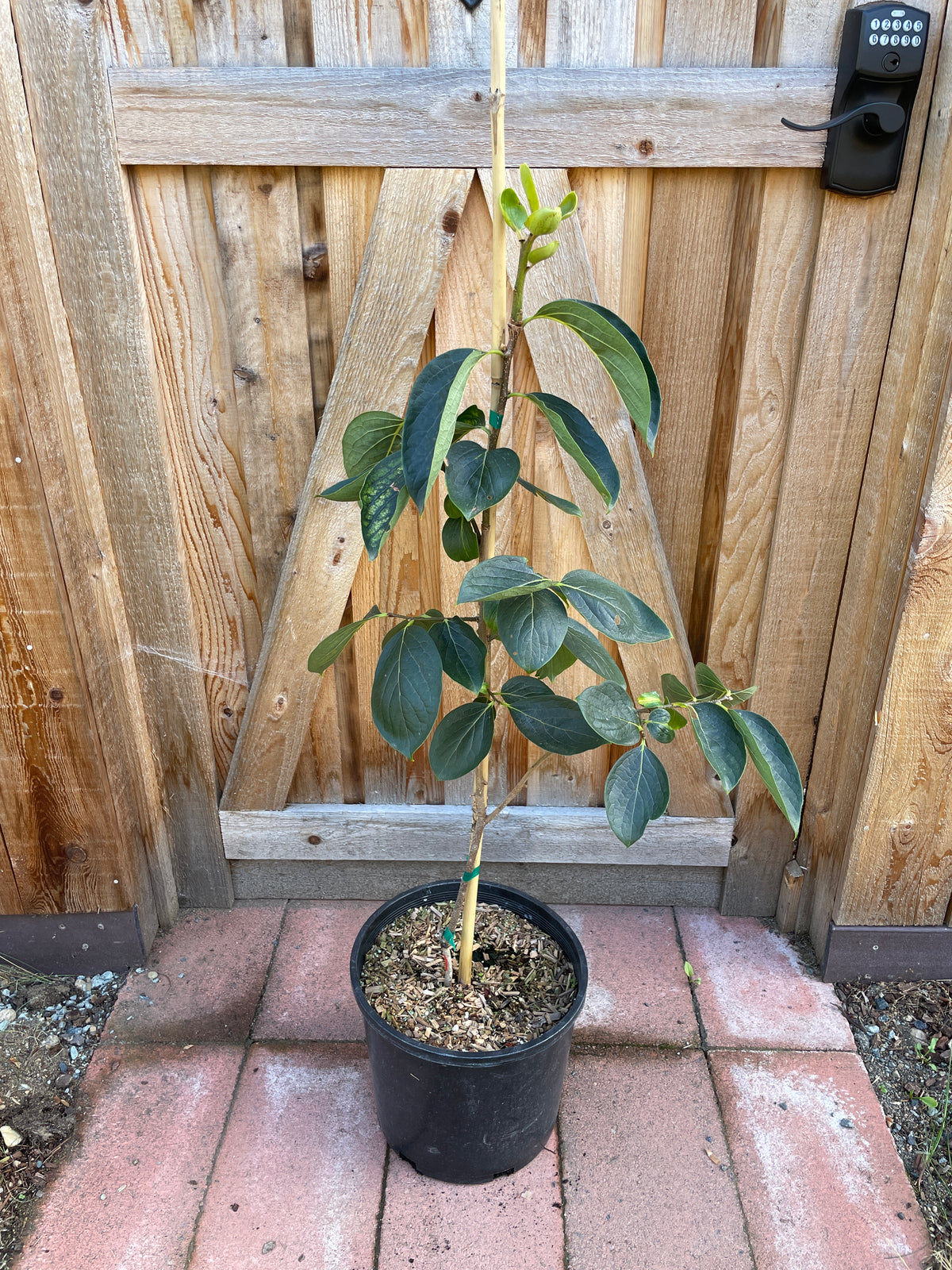 Nikita's Gift™ Hybrid Persimmon