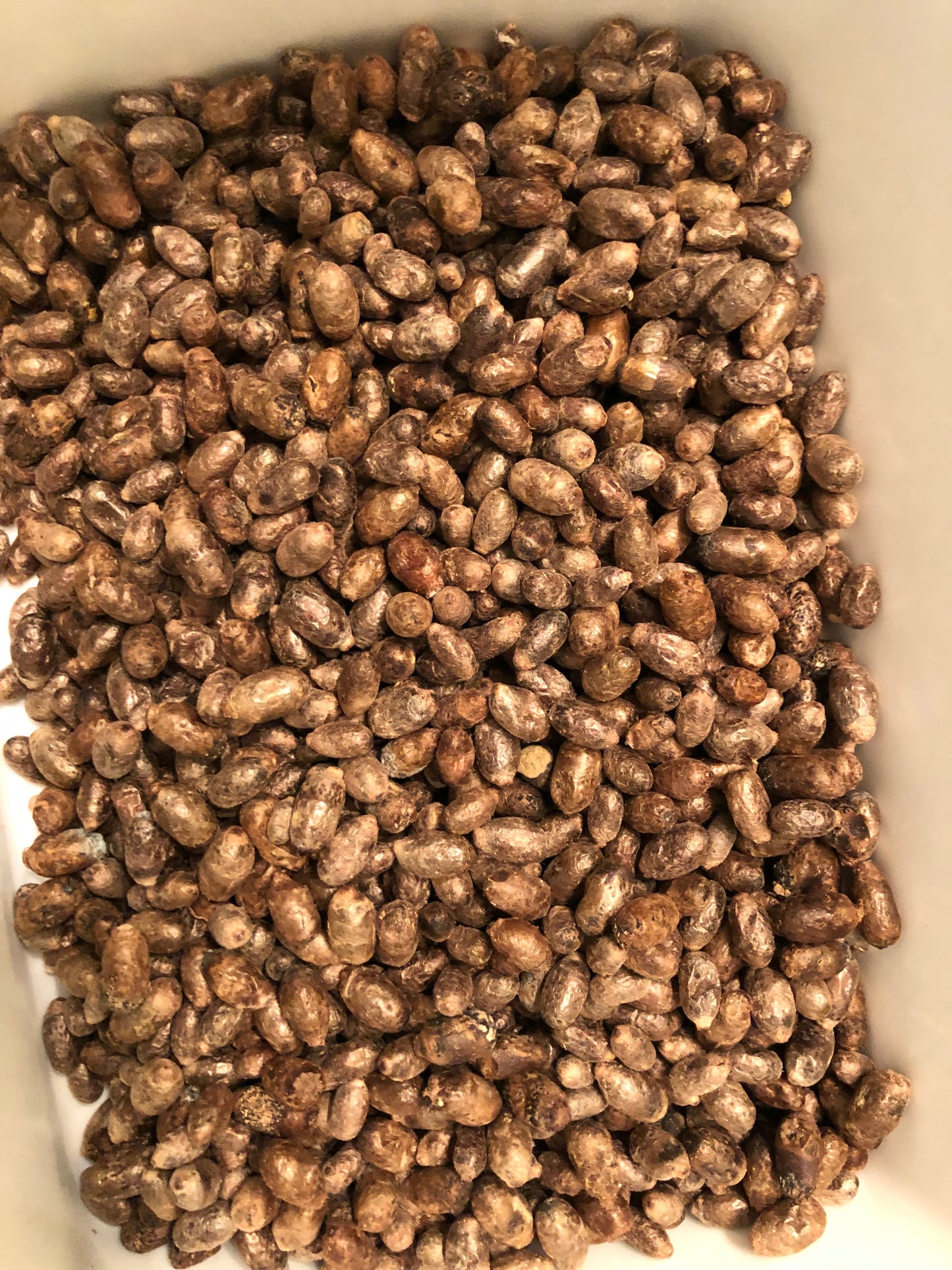 Mason Bee Celebration and Release (April 2025)
