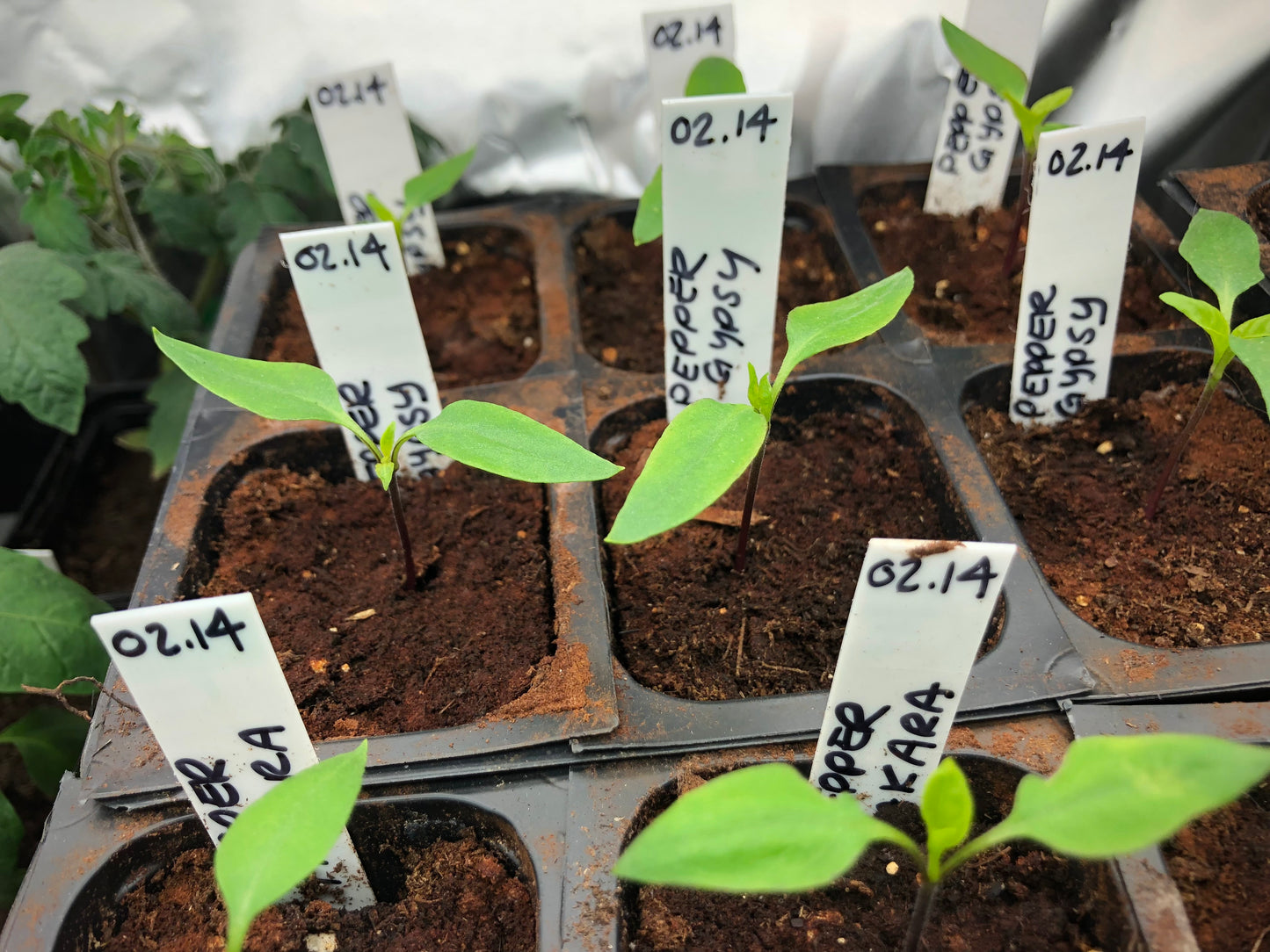 Seed Starting for the Home Flower and Vegetable Garden (February - March 2025)