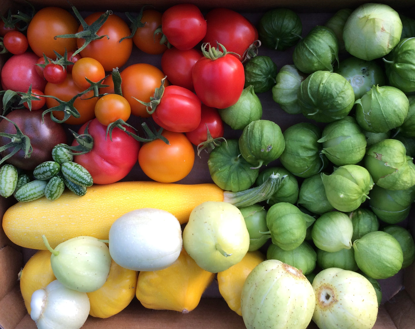 Seed Starting for the Home Flower and Vegetable Garden (February - March 2025)