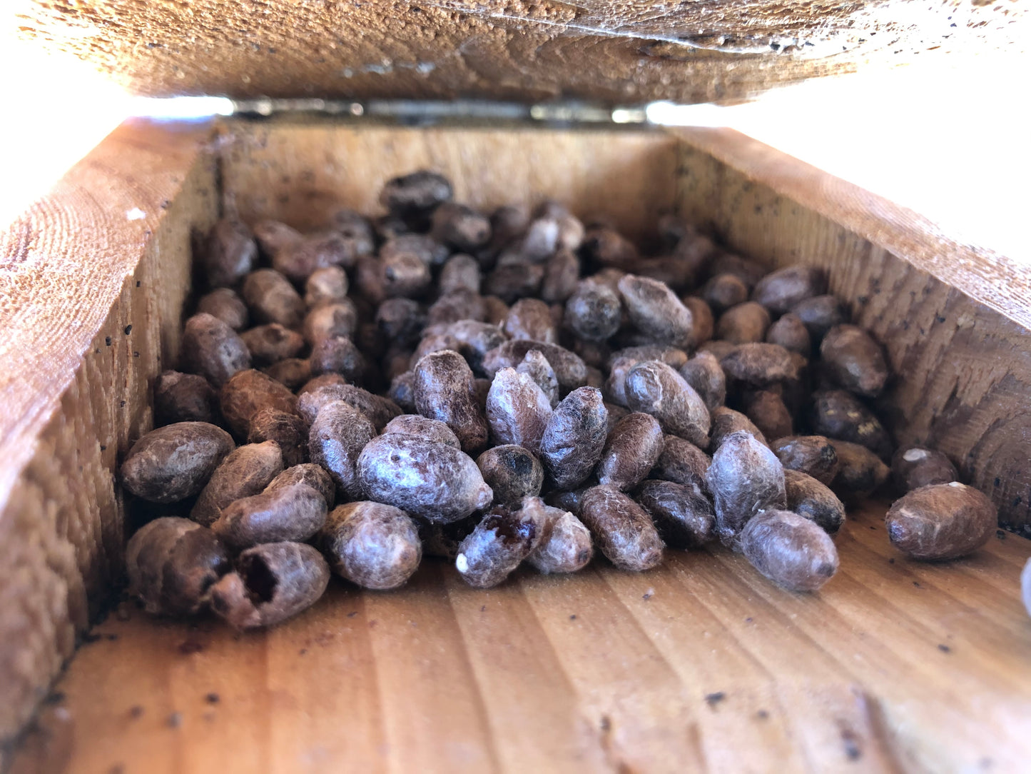 Mason Bee Celebration and Release (April 2025)