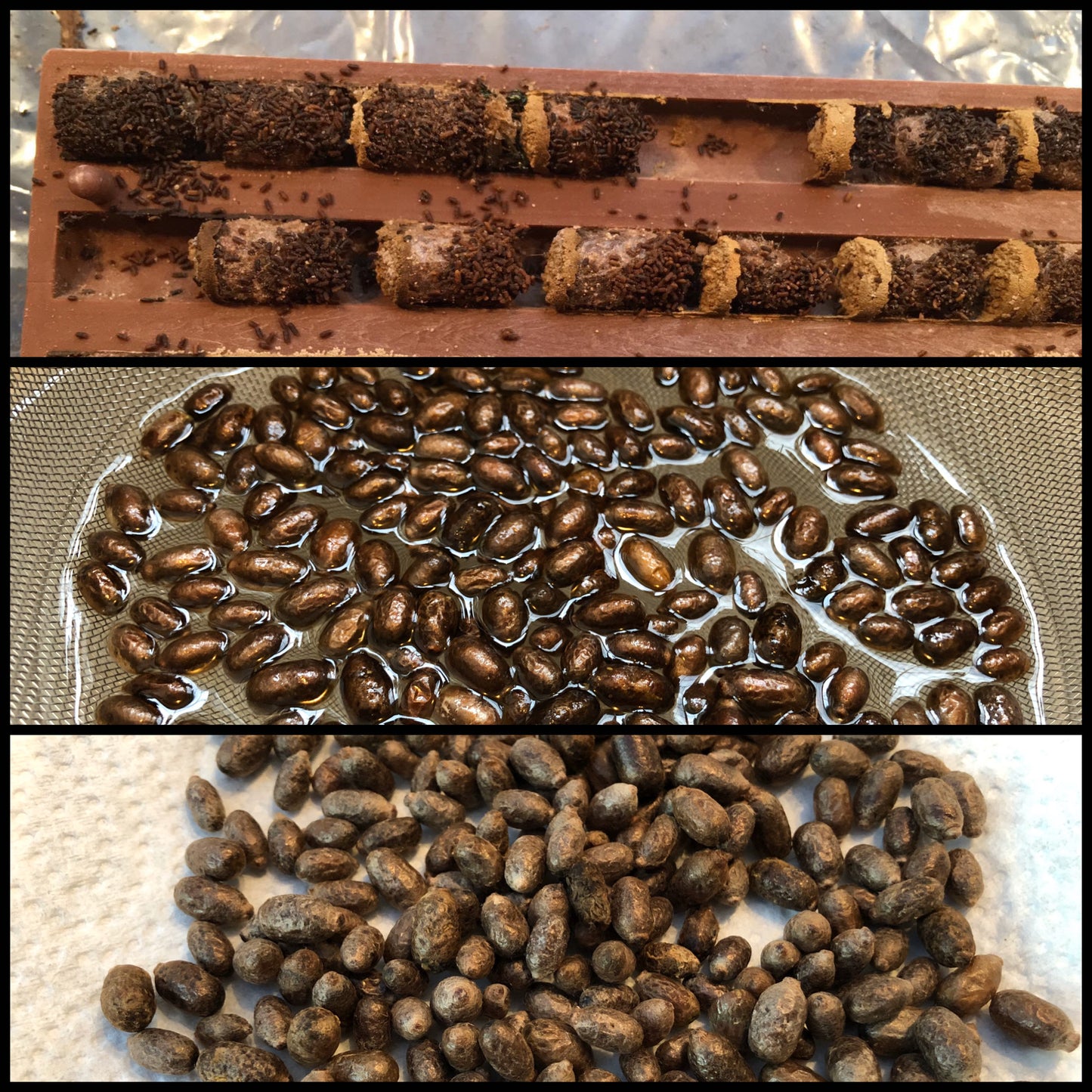 Mason Bee Celebration and Release (April 2025)