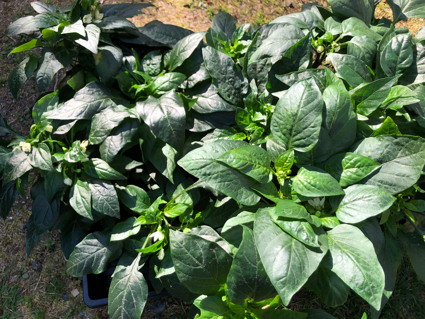 Seed Starting for the Home Flower and Vegetable Garden (February - March 2025)