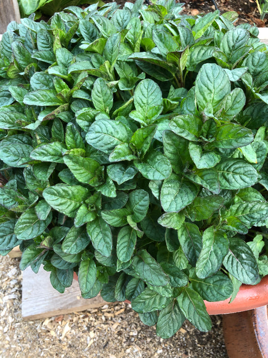 Blackcurrant Mint