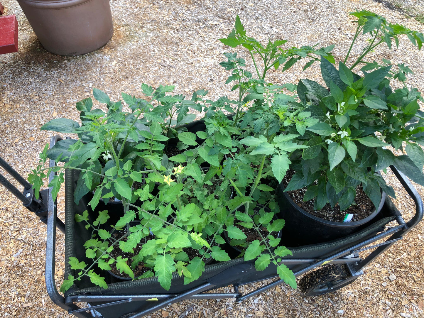 Seed Starting for the Home Flower and Vegetable Garden (February - March 2025)