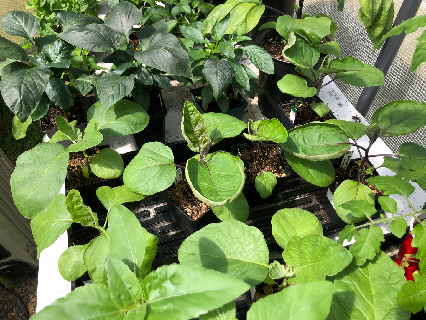 Seed Starting for the Home Flower and Vegetable Garden (February - March 2025)